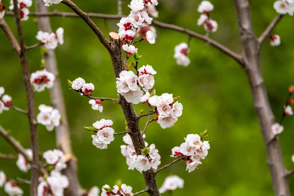 Ciruela Florece Primavera — Foto de Stock