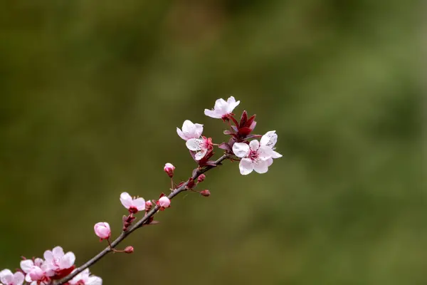Plum Tree Blossoms Spring — Stock Photo, Image