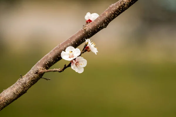 Ciruela Florece Primavera — Foto de Stock