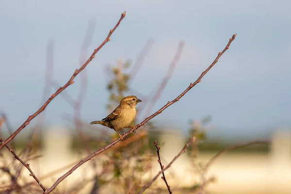 Dům Vrabec Passer Domesticus Pták Rodu Vrabců Passeridae Který Vyskytuje — Stock fotografie