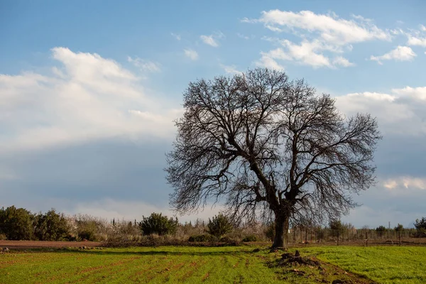 One Big Tree Dried Branches — Foto Stock