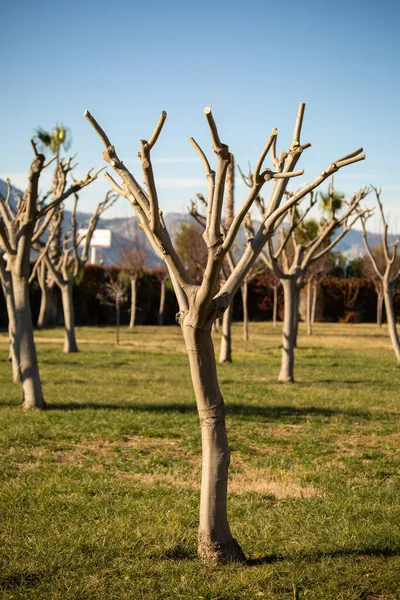 Albizia Julibrissin Der Persische Seidenbaum Ist Eine Baumart Aus Der — Stockfoto