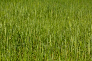Yeşil tarla ve çimen, Türkiye 'de büyüyen buğday tarlası.