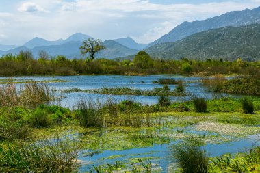 Küçük bir göl kenarında ağaçlar ve bulutlu mavi bir gökyüzü.