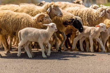 Bir koyun sürüsü ve küçük bir kuzu.