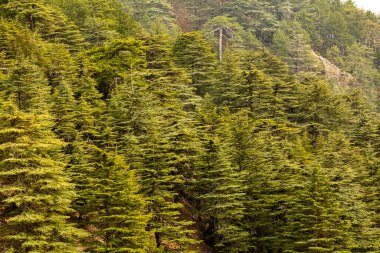Antalya - Türkiye 'deki sedir ormanlarının yakın çekim görüntüleri.