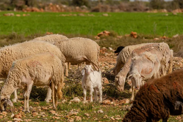 Goat Kid Sheep — Fotografia de Stock