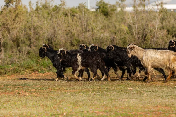Herd Goats Walking Line — 图库照片