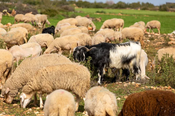 Male Goat Amongst Sheep — Stockfoto