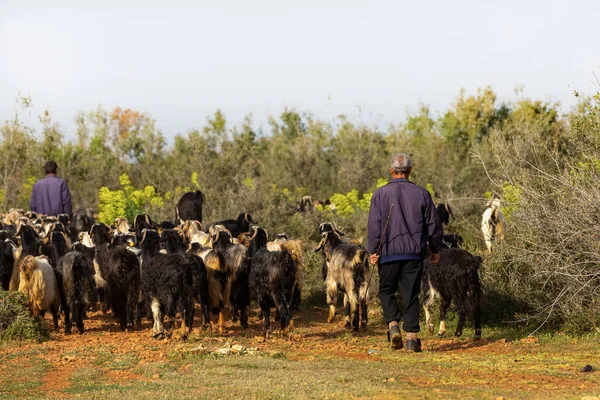 Shepherds Herd Goats — 图库照片