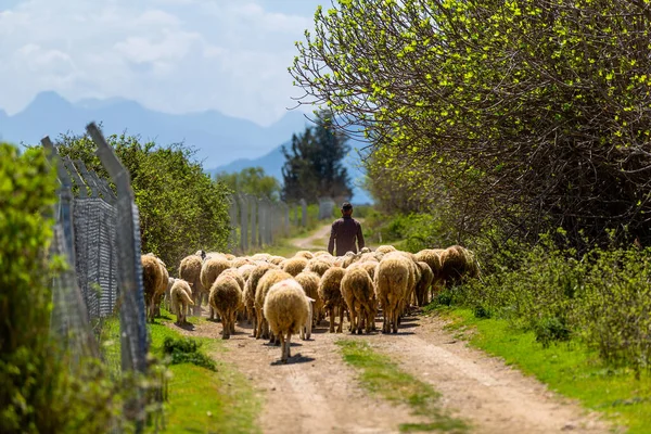 Old shepherd grazing his sheep