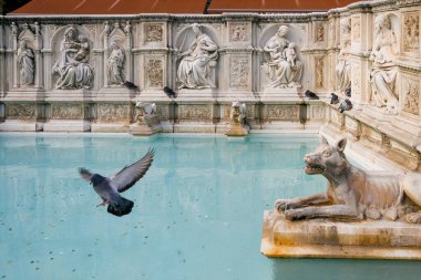 Siena, ITALY - 11 26 2008 :Pigeons are drinking water from the fountain in Siena. Detail of the Gaia Fountain.