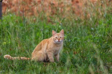 An albino cat with yellow fur.