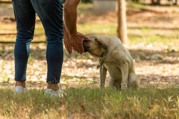 A dog - loving human being.