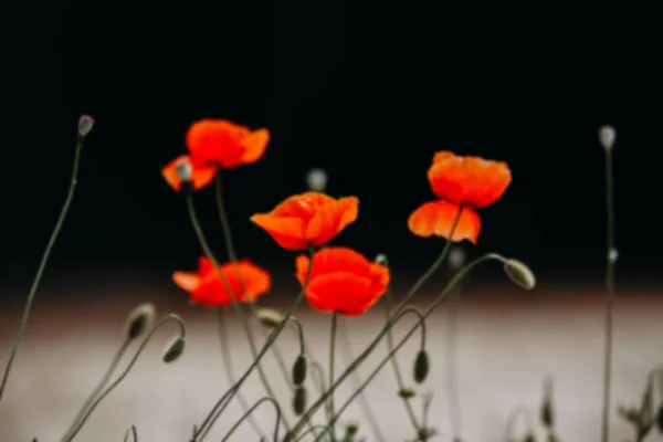 Blurred photo. The poppy (Papaver rhoeas) is an annual plant species of the poppy family (Papaveraceae) with a very wide distribution in the world. Blurred.