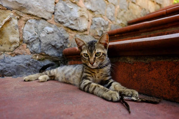 Stray Kitten Lying Stairs — Stock Photo, Image