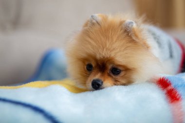 Pomeranya köpeği beyaz zemin üzerinde duruyor, açık kahverengi köpek. Hayvan Sevgisi