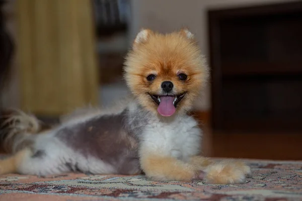 Alemão Spitz Pomeranian Cão Sentado Cão Pele Preta Com Perda — Fotografia de Stock