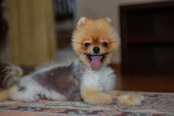 Alman spitz pomeranian köpeği oturuyor. Saç dökülmüş, siyah derili bir köpek..