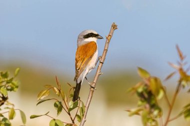 Kırmızı, Shrike Lanius Collurio 'yu destekledi.