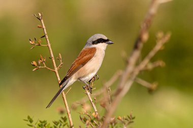 Kırmızı, Shrike Lanius Collurio 'yu destekledi.