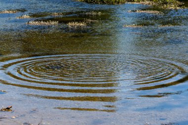 Havuz suyundaki dairelerin üzerinde yuvarlak su damlacıkları. Su damlası, fırıl fırıl döner ve su sıçrar. Deniz dokusundaki dalgalanmalar. Masaüstü / laptop duvar kağıdı. Yakın su halkaları yüzeyi etkiler..