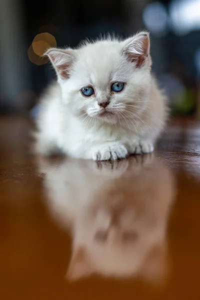 Chaton Blanc Aux Yeux Bleus — Photo