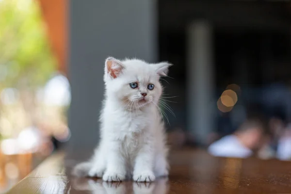 Gatinho Branco Com Olhos Azuis — Fotografia de Stock