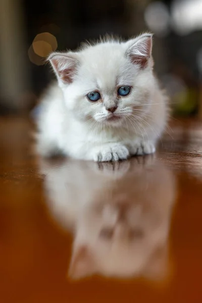 Білий Кошеня Блакитними Очима — стокове фото