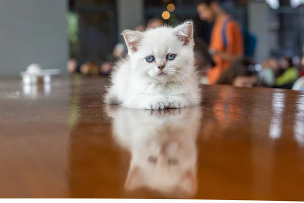 Mavi Gözlü Beyaz Bir Kedi Yavrusu — Stok fotoğraf