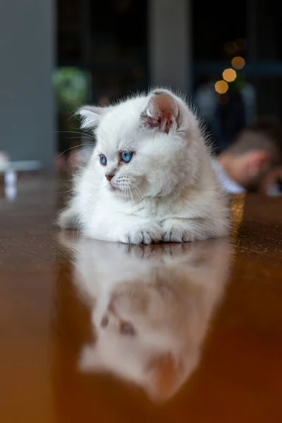 Gatinho Branco Com Olhos Azuis — Fotografia de Stock