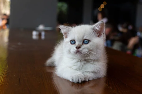 Bílé Kotě Modrýma Očima — Stock fotografie