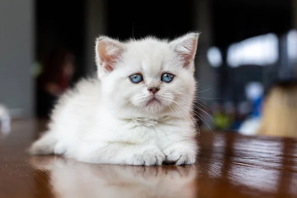 Gatito Blanco Con Ojos Azules — Foto de Stock