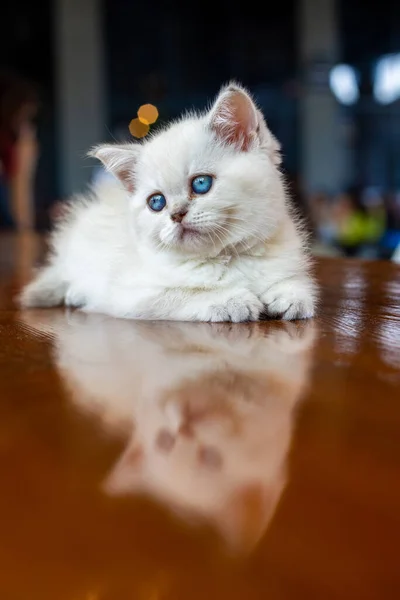 Ένα Λευκό Γατάκι Μπλε Μάτια — Φωτογραφία Αρχείου