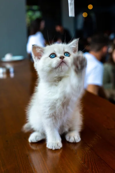 Chaton Blanc Aux Yeux Bleus — Photo