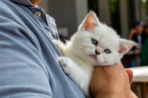 Gatinho Branco Com Olhos Azuis Colo Humano — Fotografia de Stock