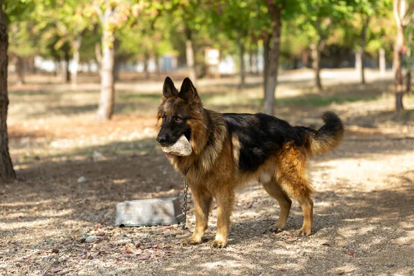 Ağzında Taş Olan Bir Kurt Köpeği — Stok fotoğraf