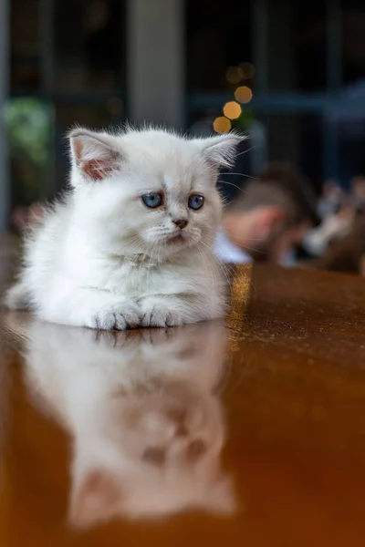 Gatinho Branco Com Olhos Azuis — Fotografia de Stock