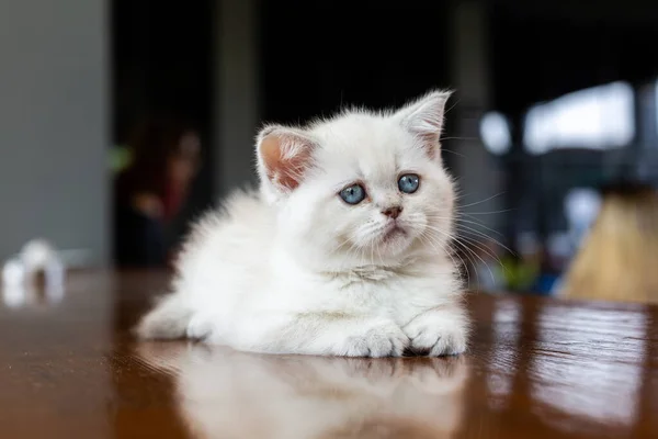 Chaton Blanc Aux Yeux Bleus — Photo