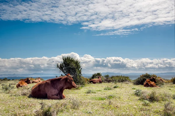 Cows in The Grassland — Stock Photo, Image