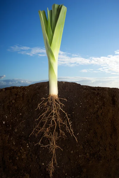 Fresh Leek — Stock Photo, Image