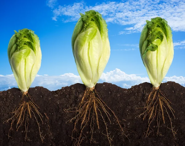 Planting Lettuces with Sky Panorama — Stock Photo, Image