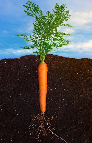 Carota fresca — Foto Stock