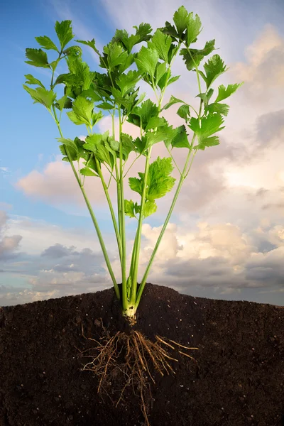 Fresh Celery — Stock Photo, Image