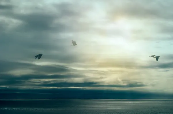 Acalma-te depois da tempestade. Pássaros voando sobre o oceano com nuvens de tempestade. Wil... — Fotografia de Stock
