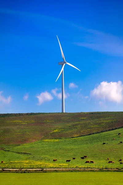 风车在绿色的草原上。西班牙生态学家 — 图库照片
