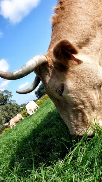 牧草地で放牧されている牛の群れ — ストック写真