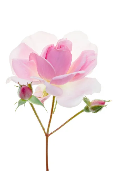 Делікатна Рожева Троянда Двома Цибулинами Ізольованими Білому Символі Любові Романтики — стокове фото