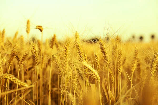 Un campo de trigo — Foto de Stock