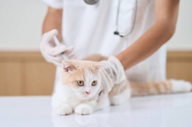 Asian veterinarian giving an injection to a kitten